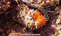 didn't think you noticed..sealife DC1000.. by Richard Campbell 
